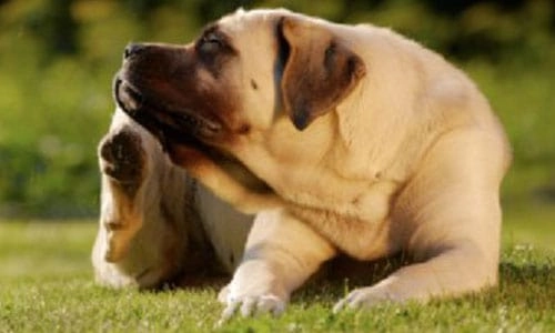 Cane Eliminare Parassiti Animali