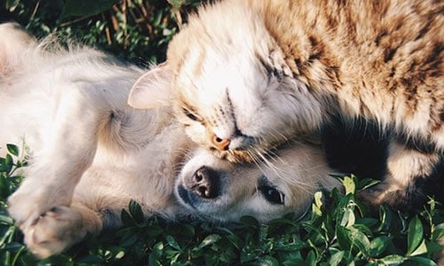 Cane_e_Gatto Eliminare Parassiti Animali